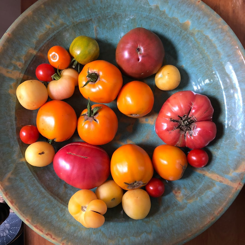Organic Tomato Seedlings