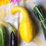 Summer Squash Variety 4-pack