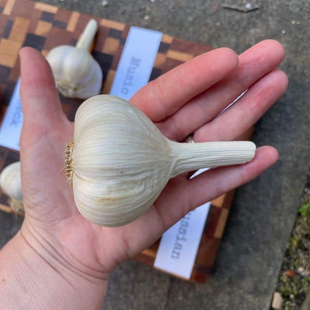 large garlic bulb