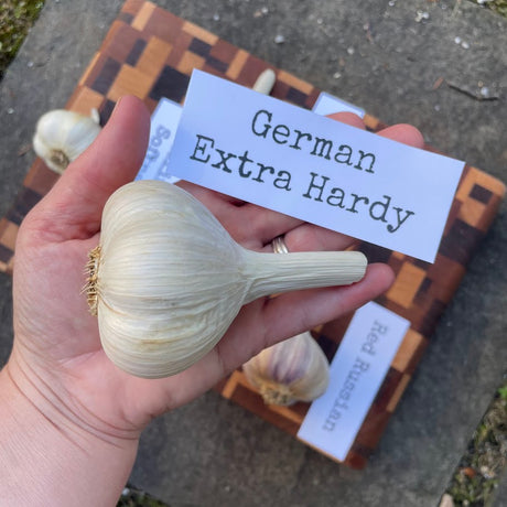 Garlic Bulb for Fall Planting - Organic