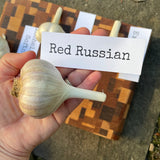 Garlic Bulb for Fall Planting - Organic