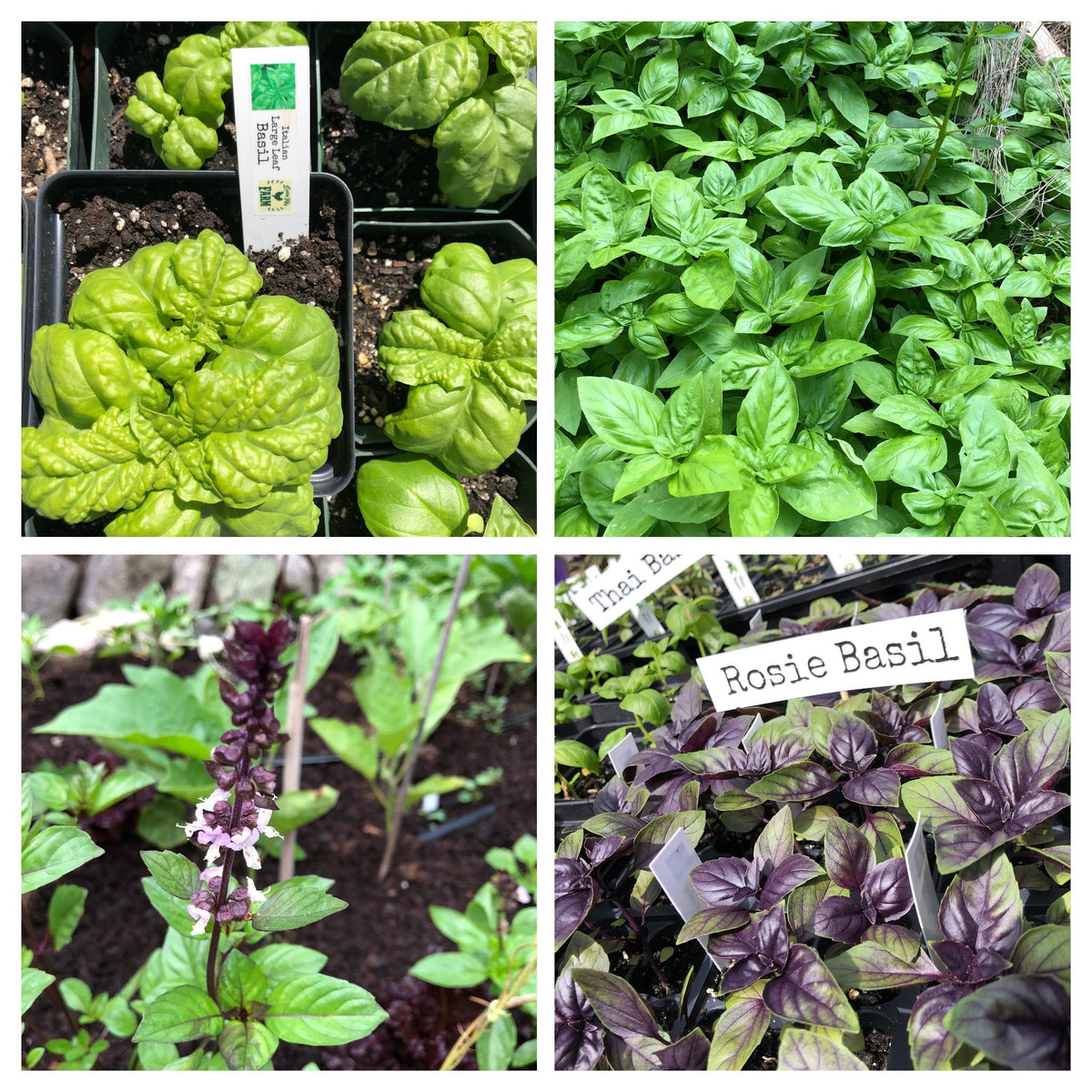 Basil Variety 4- pack – Daisy Hill Farm