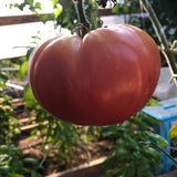 Tomato: Pink Brandywine