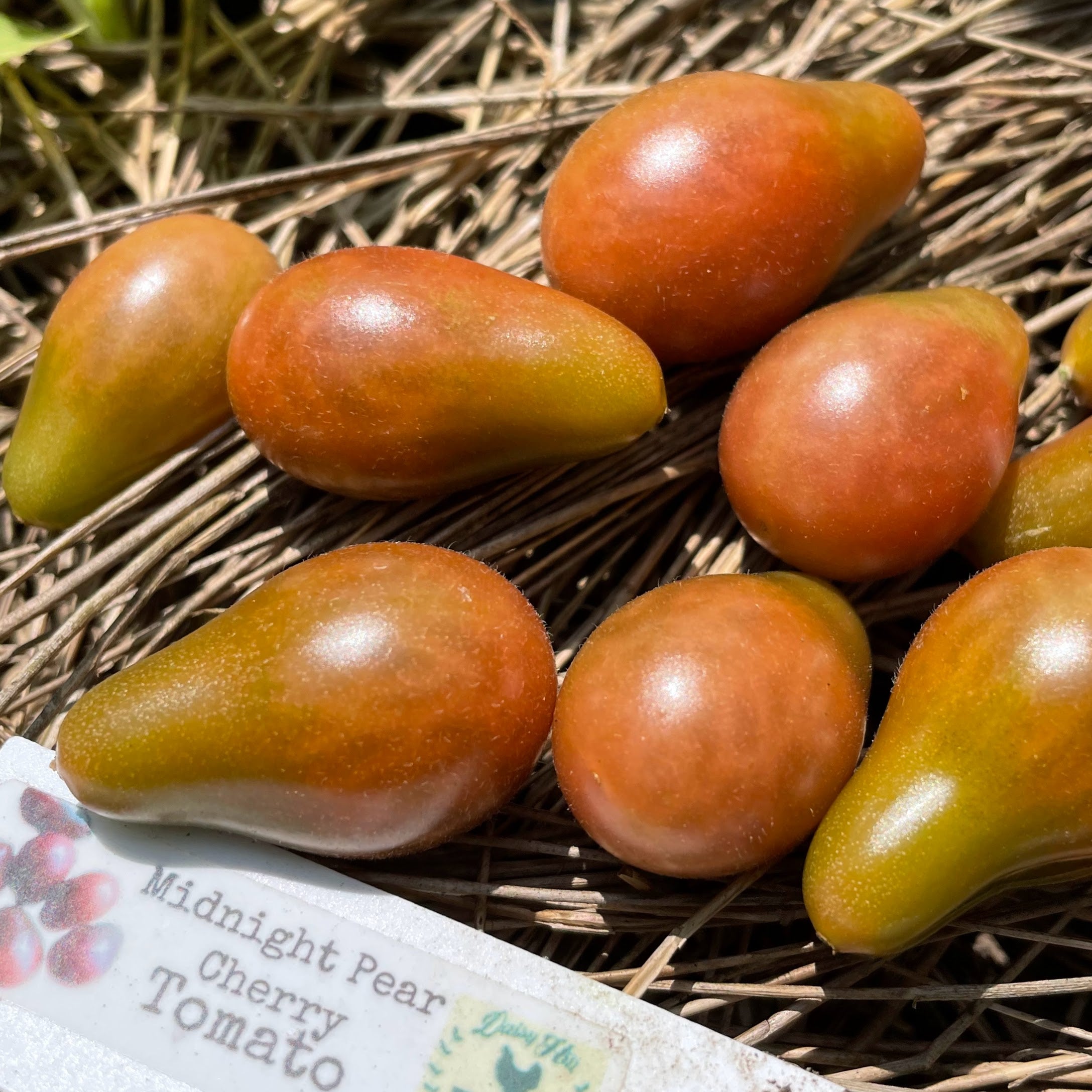 Tomato Midnight Pear Cherry Daisy Hill Farm