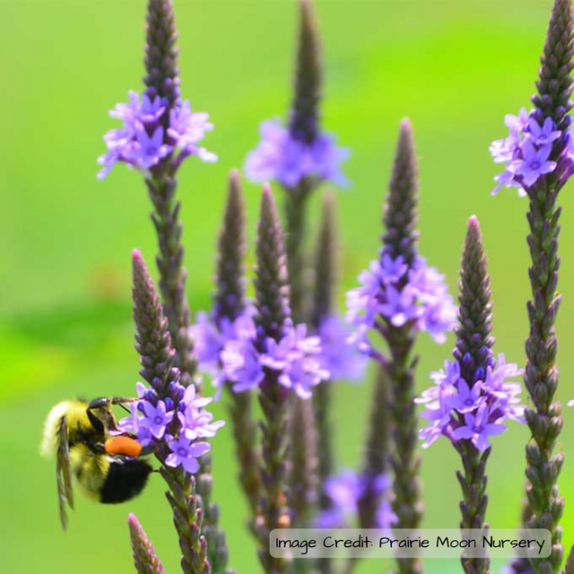 Vervain: Blue (Verbena hastata) -NEW!