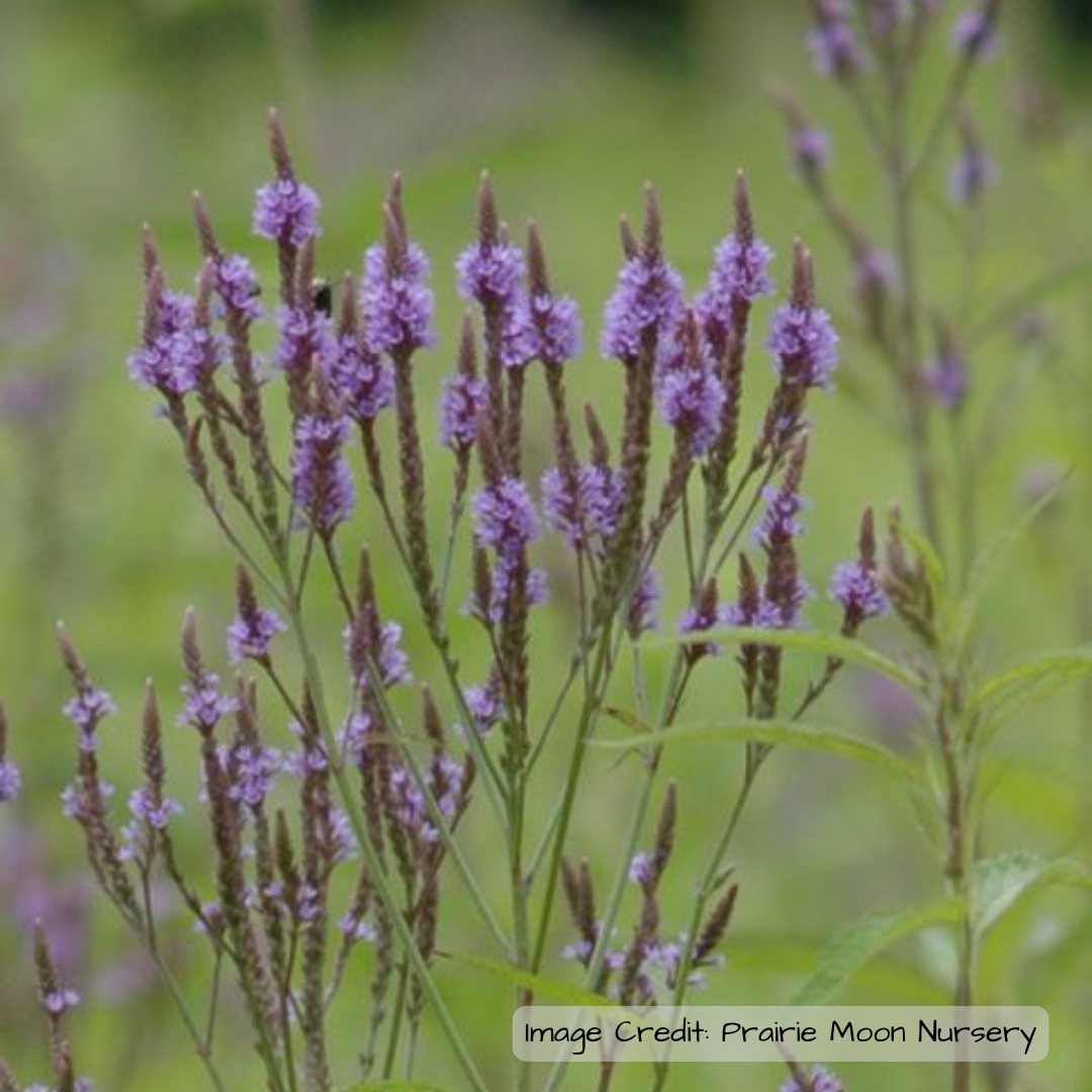 Vervain: Blue (Verbena hastata)