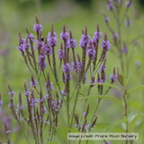 Vervain: Blue (Verbena hastata)