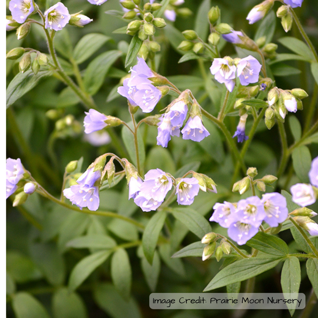 Jacob's Ladder (Polemonium reptans)