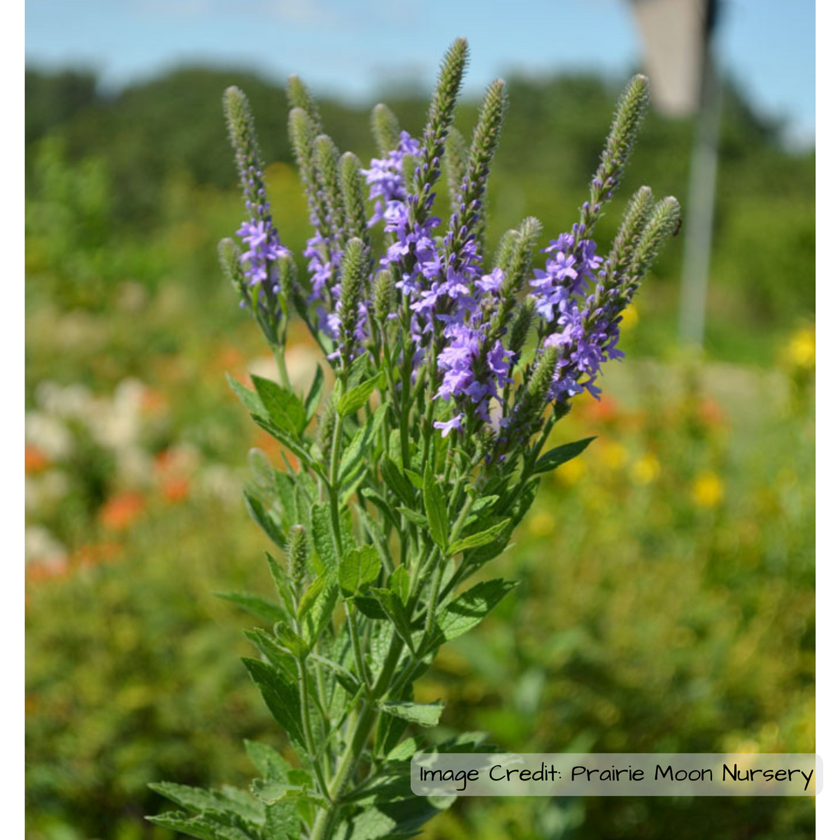 Vervain: Hoary (Verbena stricta)