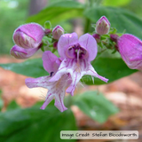 Small's beardtongue (Penstemon smallii)