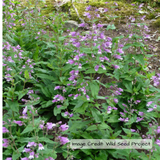 Small's beardtongue (Penstemon smallii)