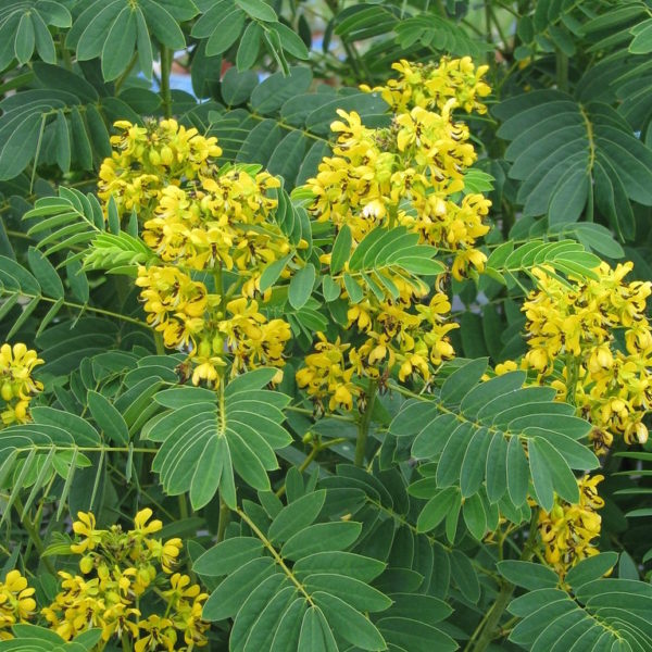 Senna: Wild (Senna hebecarpa)