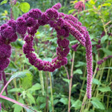 Amaranth: Love Lies Bleeding