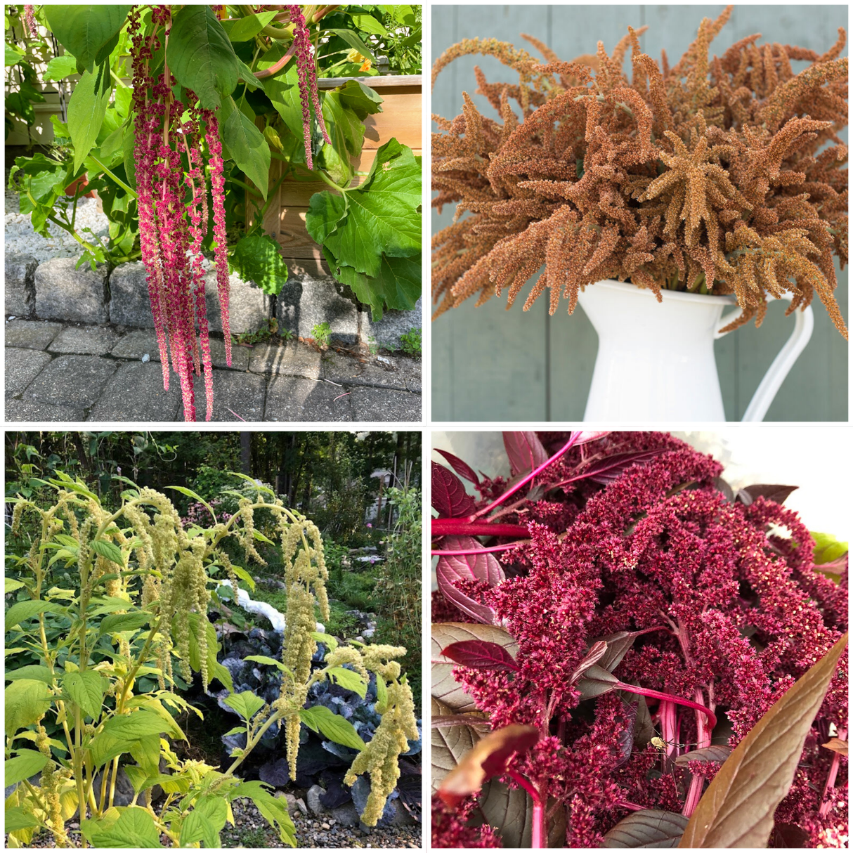 Amaranth Variety Pack