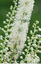 Black Cohosh (Actaea racemosa)
