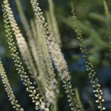 Black Cohosh (Actaea racemosa)