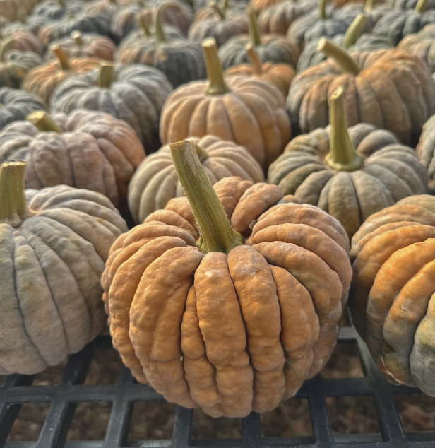 Squash: Black Futsu - Back!  - NEW!