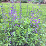Blue Wild Indigo (Baptisia australis)