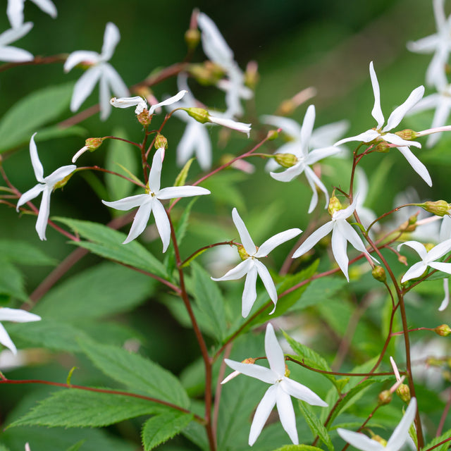 Bowman’s Root (Gillenia trifoliata)