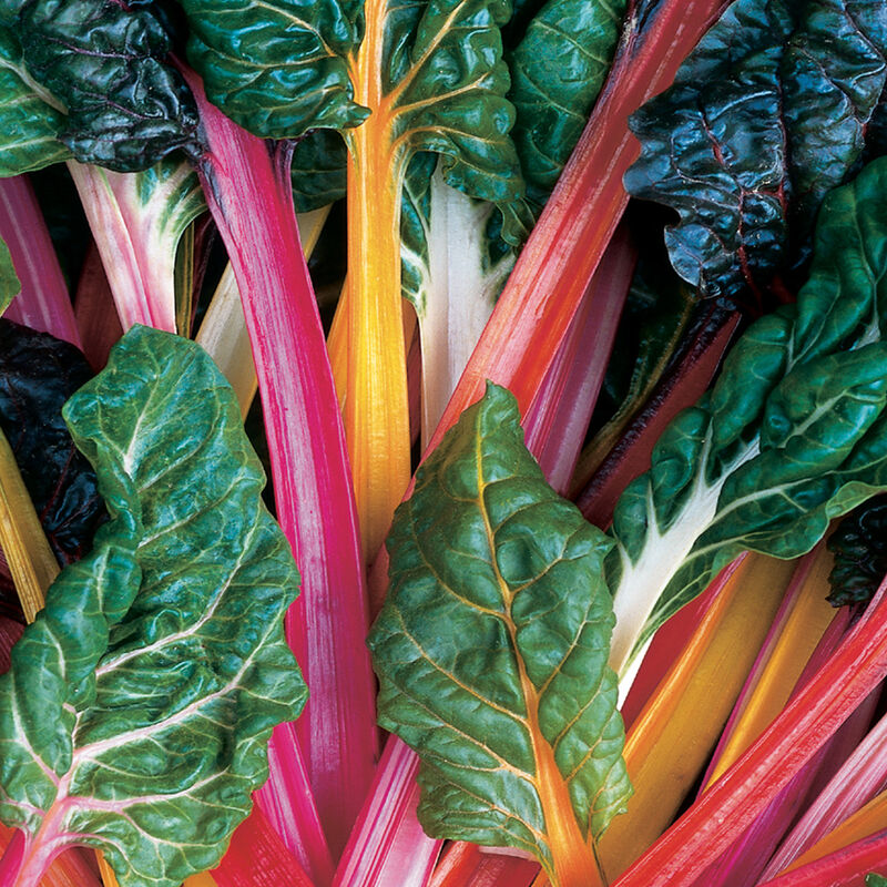 Rainbow Chard Mix