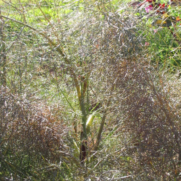 Fennel: Bronze  - NEW!