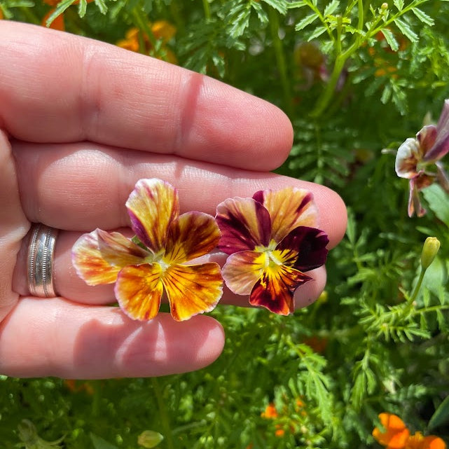 Viola: Brush Strokes - Back!