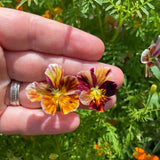 Viola: Brush Strokes - Back!