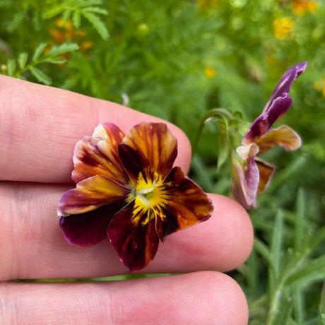 Viola: Brush Strokes - Back!