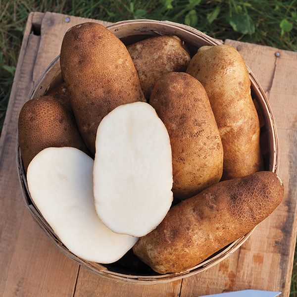 Potato: Russet Burbank - 1lb – Daisy Hill Farm