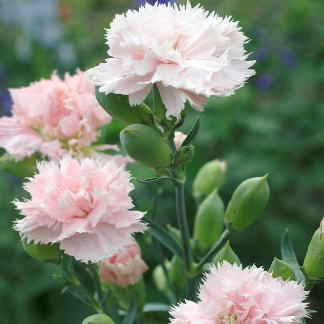 Dianthus: Chabaud la France