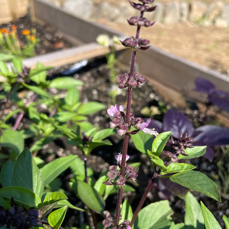 Basil: Cinnamon - Back!  - NEW!