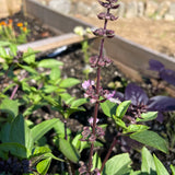 Basil: Cinnamon - Back!  - NEW!