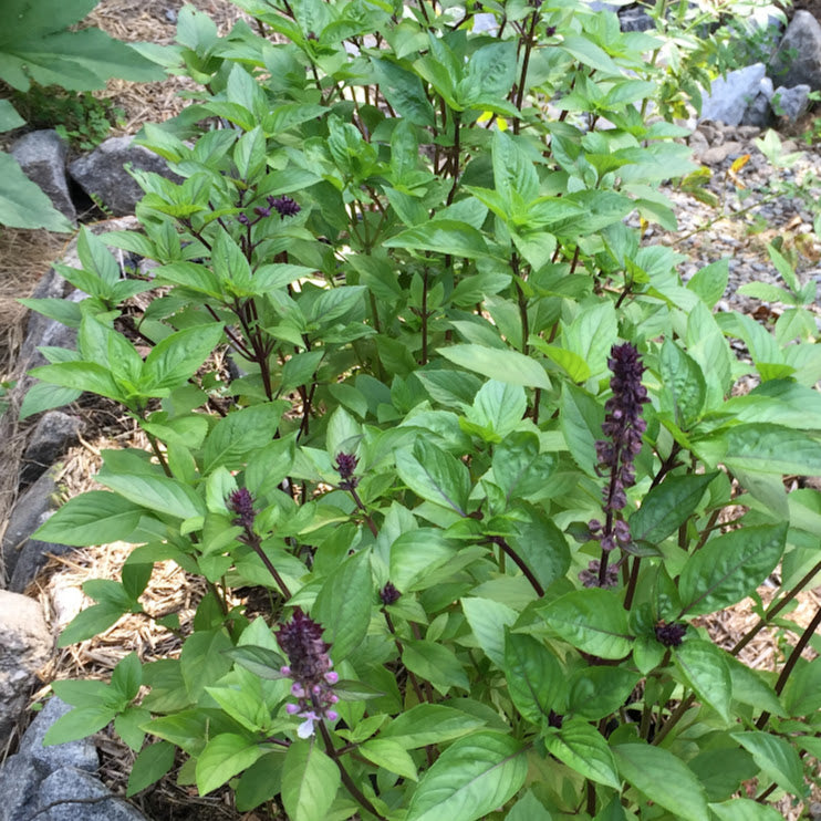 Basil: Cinnamon - Back!  - NEW!