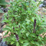 Basil: Cinnamon - Back!  - NEW!