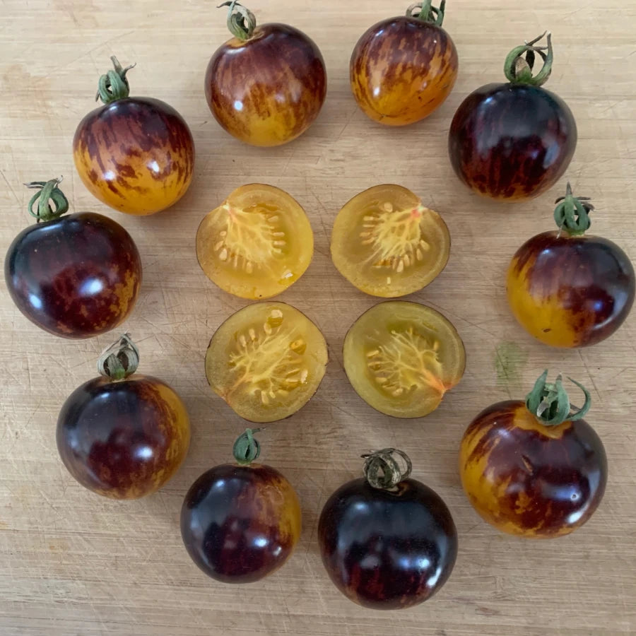 Tomato: Cosmic Purple Rain  - NEW!