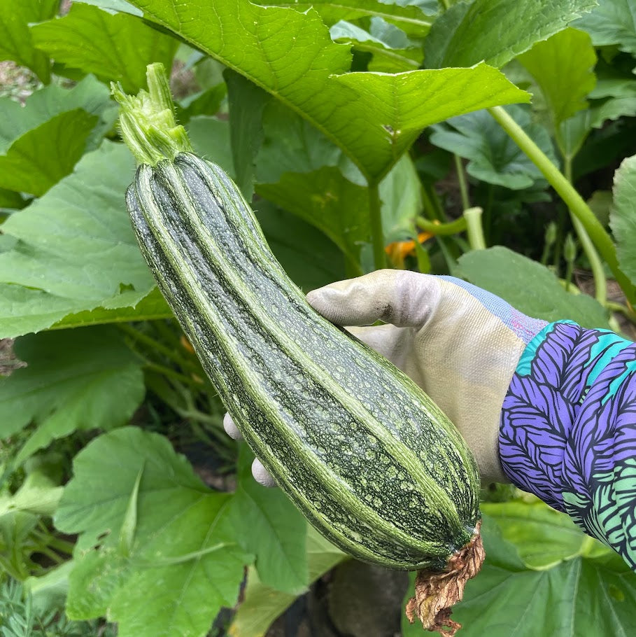 Squash: Costata Romanesca Zucchini