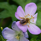 Cranesbill Geranium (Geranium maculatum)