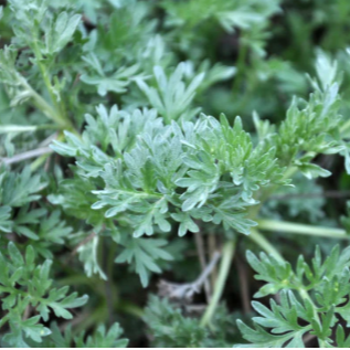 Davana (Artemisia pallens)