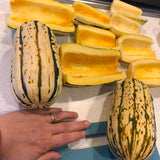 Squash: Bush Delicata
