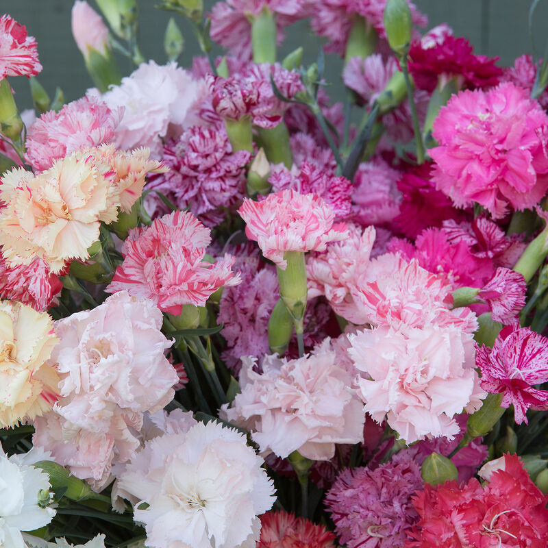 Dianthus: Chabaud Picotee Double Mix