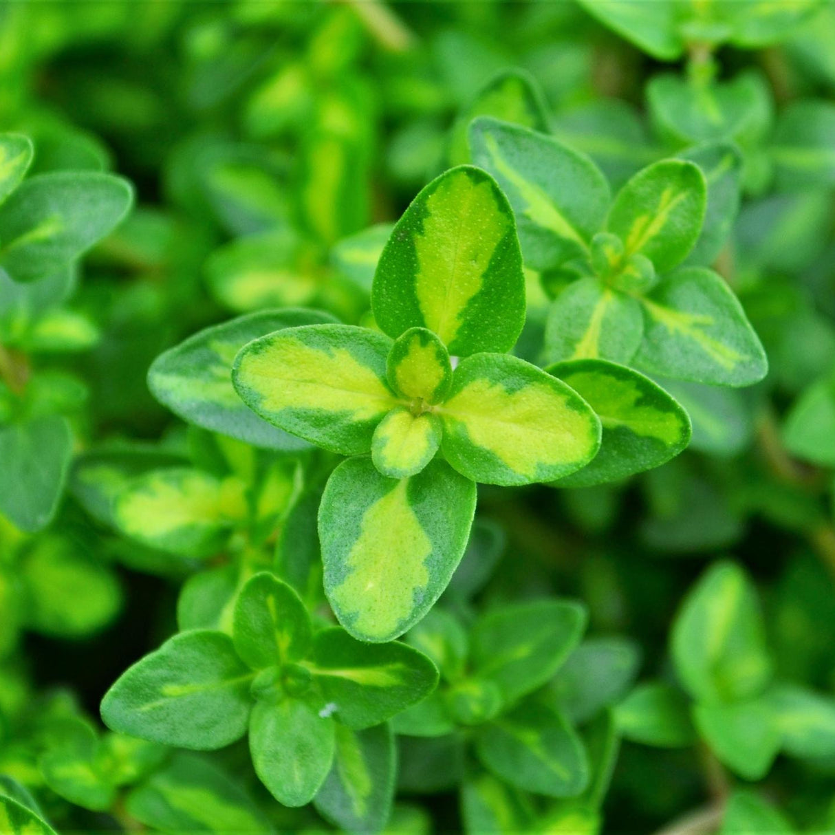 Thyme: English Wedgewood