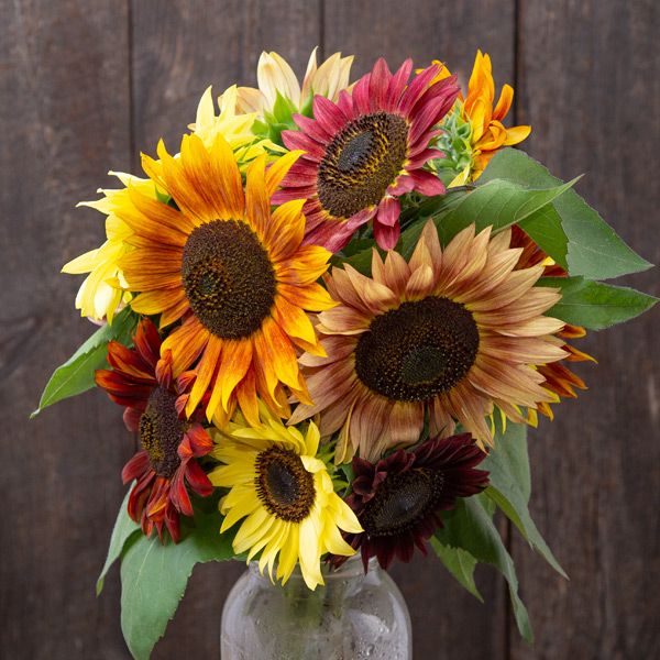 Sunflower: Fireworks Blend