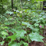 Raspberry: Flowering (Rubus odoratus)
