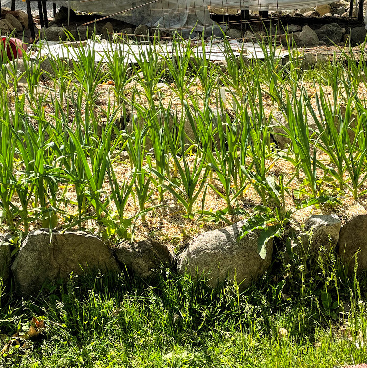Garlic Bulb for Fall Planting - Organic