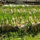 Garlic Bulb for Fall Planting - Organic
