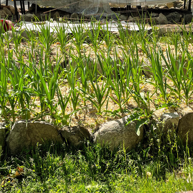 Garlic Bulb for Fall Planting - Organic