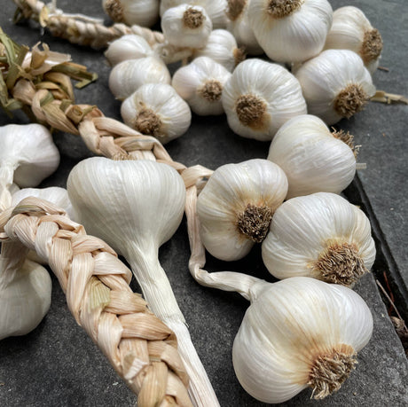 Garlic Bulb for Fall Planting - Organic