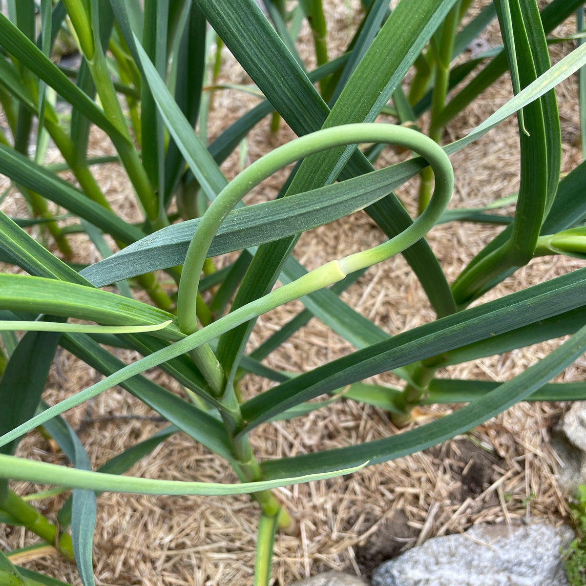 Garlic Bulb for Fall Planting - Organic