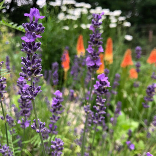 Lavender: Grosso - Back!  - NEW!