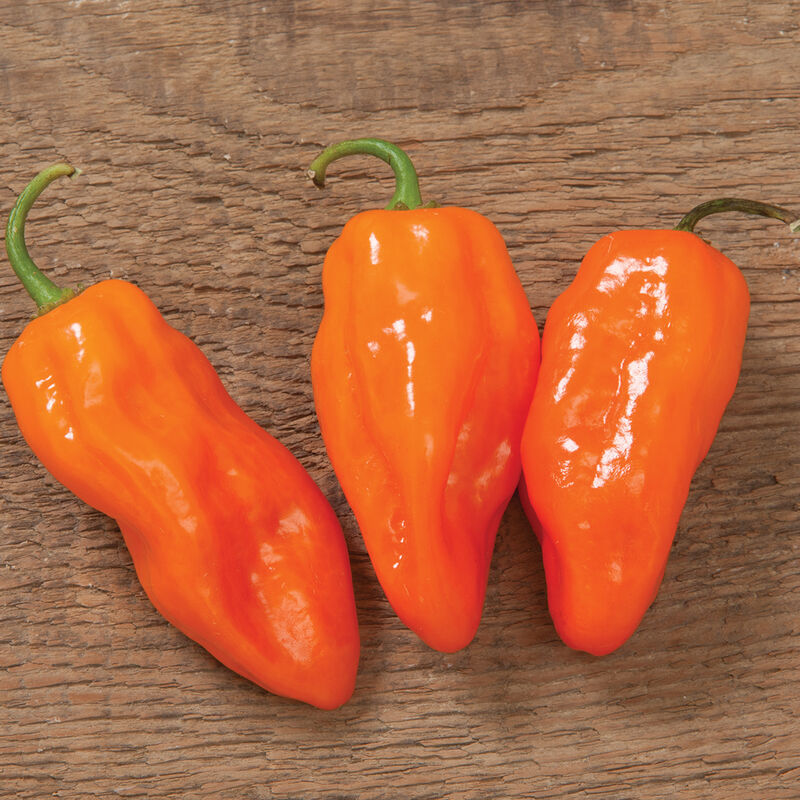 Hot Pepper: Helios Habanero